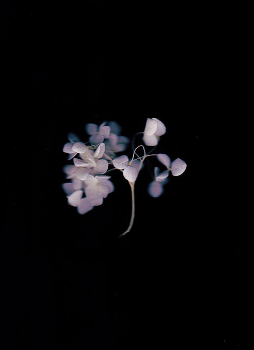 Kostnadsfri bild av blomma, svart bakgrund