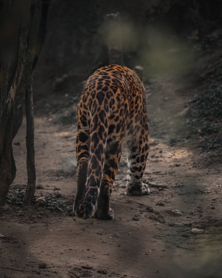 Leopard Walking On Brown Sand