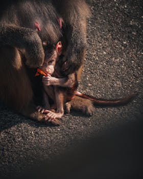 A cute baby baboon cuddles with its parent while nibbling on a carrot, captured in natural lighting.