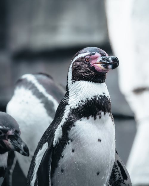 Kostenlos Kostenloses Stock Foto zu humboldt-pinguin, kalt, nahansicht Stock-Foto