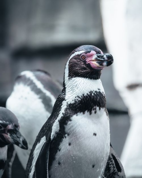 Free Stunning capture of Humboldt penguins showcasing their distinct features and natural behavior. Stock Photo