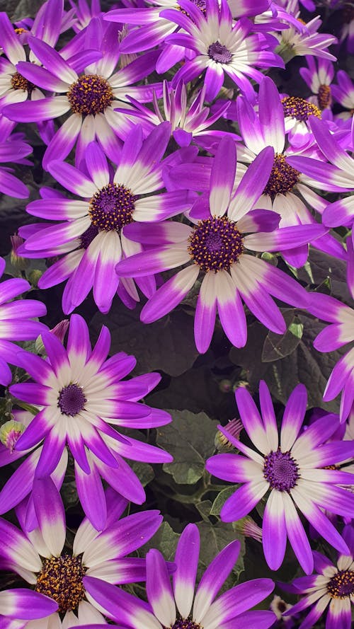Close up of Purple Flowers