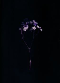 A minimalist photo of a Baby's Breath flower against a black background, highlighting its delicate beauty.