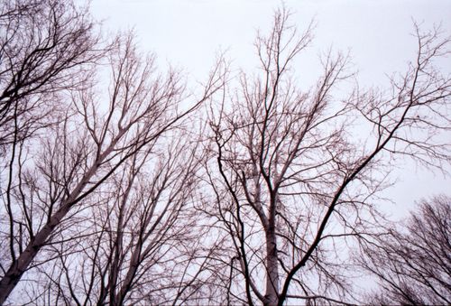 Free Bare trees with intricate branches extending into the sky, captured in Monte Carasso, Switzerland. Stock Photo