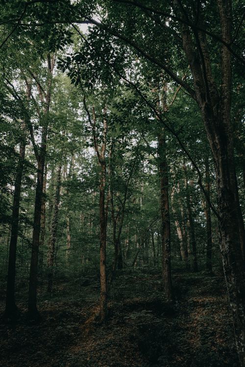 Free Lush green forest in İstanbul, Turkey, showcasing nature's tranquility. Stock Photo