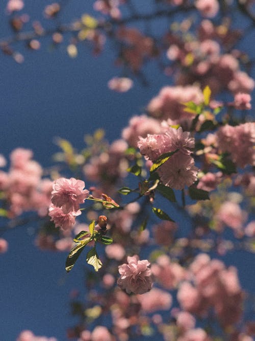 Blooming Pink Flowers on Tree Branches 