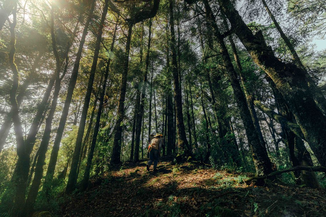 Back View of Person Walking on the Forest · Free Stock Photo