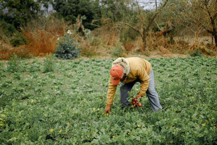 A grower harvesting root vegetables — photo by Ali Alcantara on Pexels