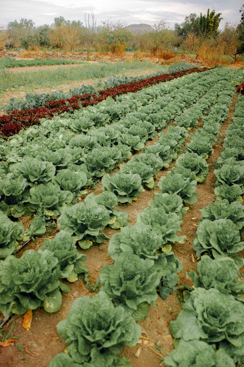 Savoy Cabbage in a Farm