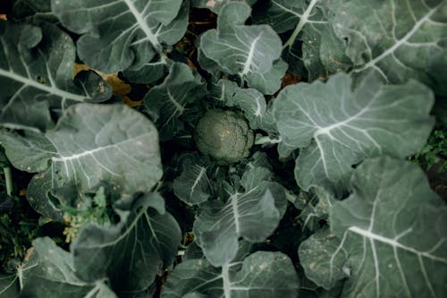 Top View of Growing Broccoli