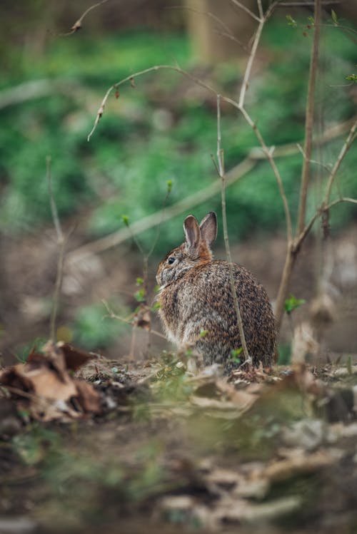 Darmowe zdjęcie z galerii z dzika przyroda, fotografia zwierzęcia, królik błotny