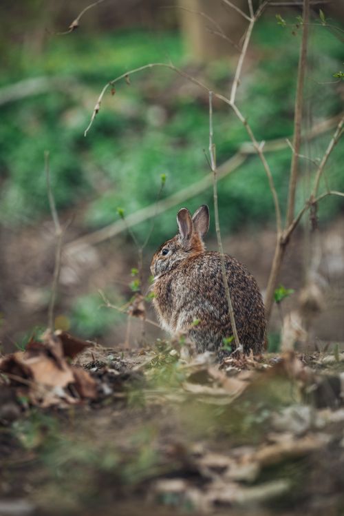 Free A marsh rabbit sitting in a woodland area surrounded by greenery. Stock Photo