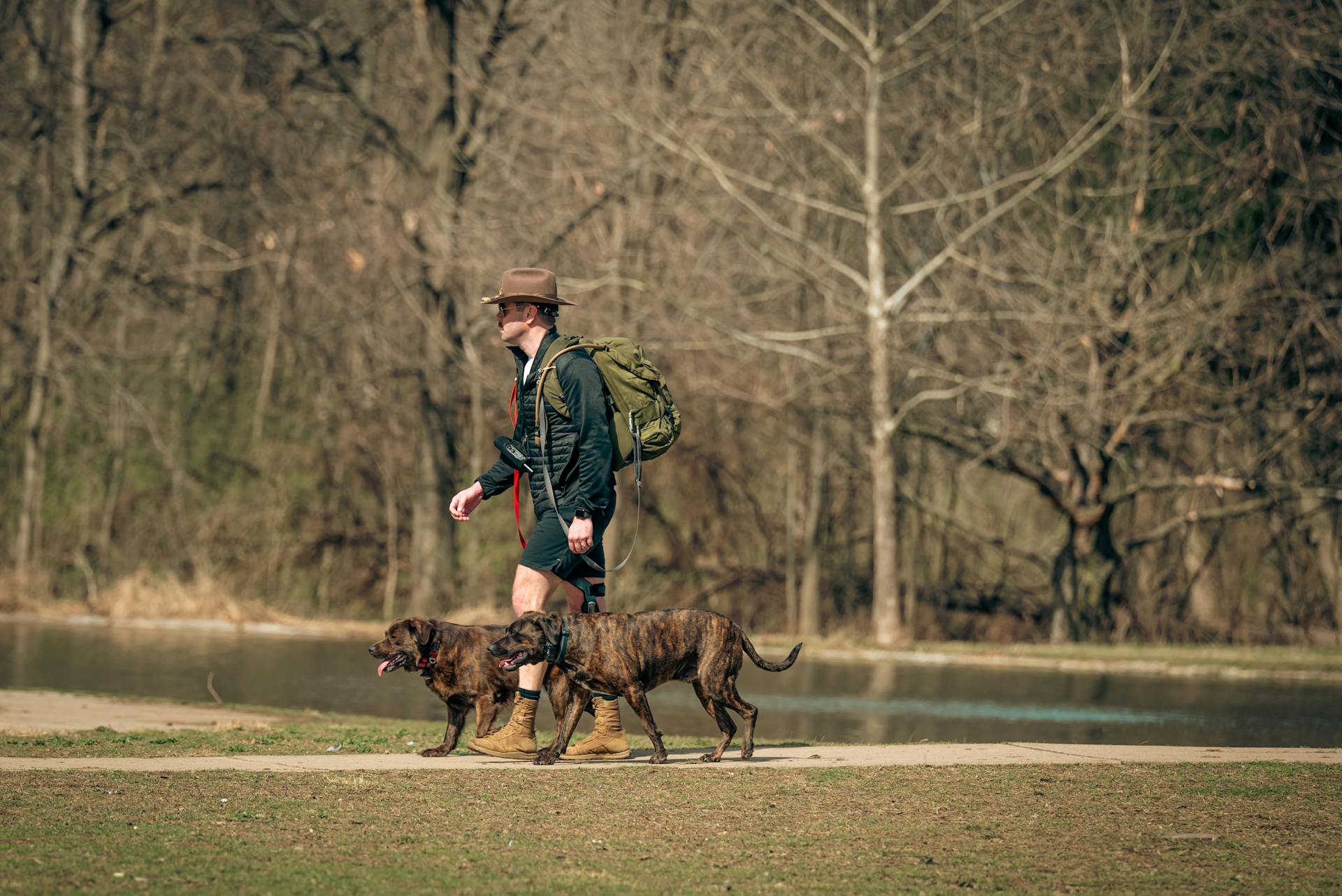 Man walking beside his Dogs