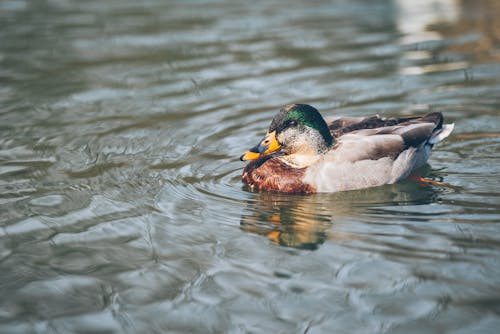 A Mallard Duck on Water