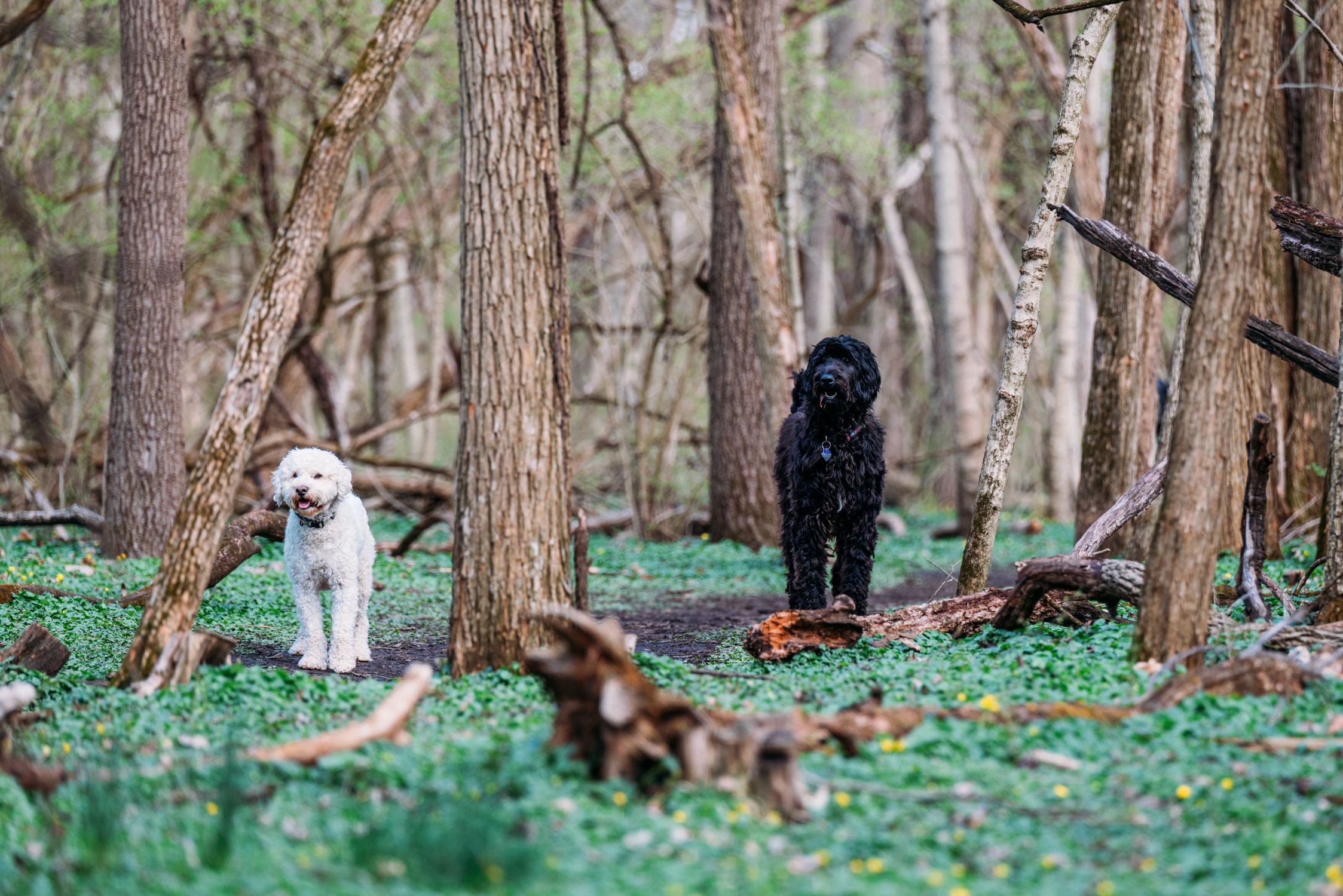 Two dogs, a white and a black one, enjoying a walk in a green wooded area.