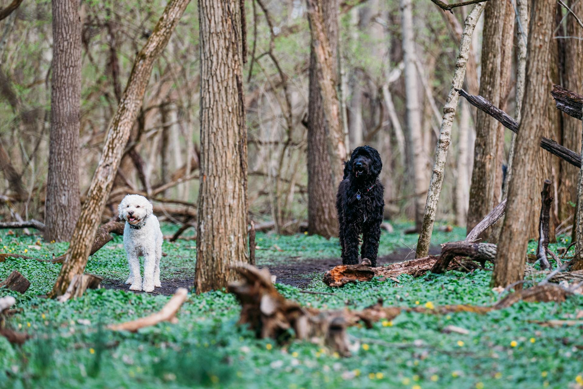 Dogs in a Forest