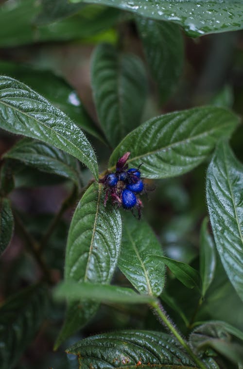 Gratis stockfoto met bladeren, coccocypselum, detailopname