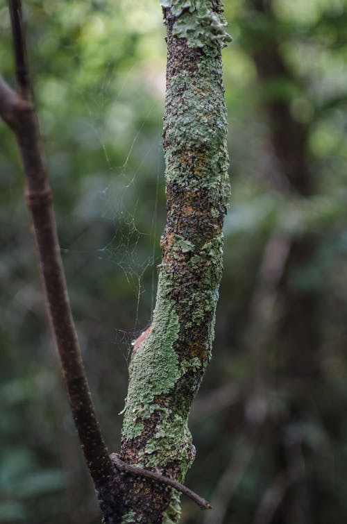 Free Spider Web on Tree Trunk  Stock Photo