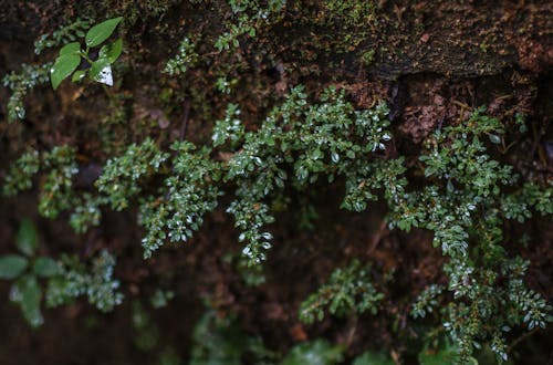 Close-up of Wet Green Plants 