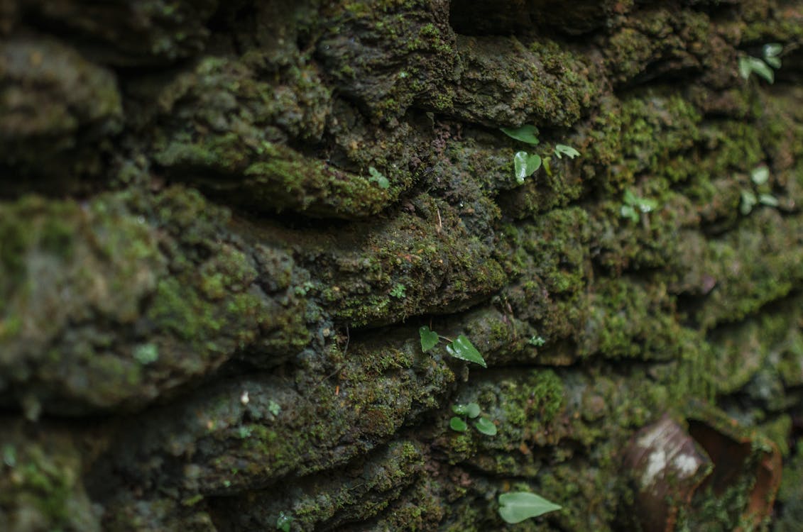 
A Close-Up Shot of a Moss Covered Wall