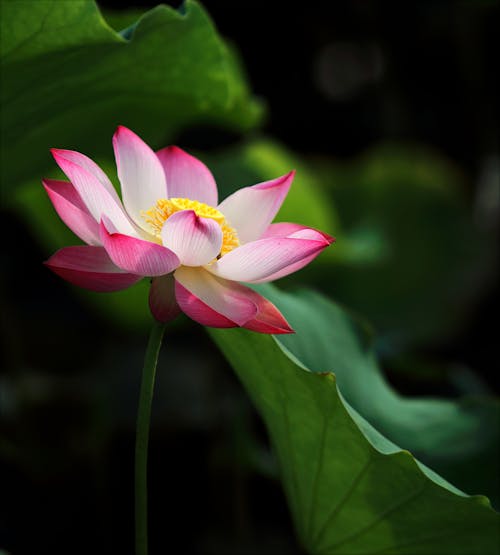 90 000 Best Lotus Flower Photos 100 Free Pexels Stock - Lotus Flower Wallpaper For Walls
