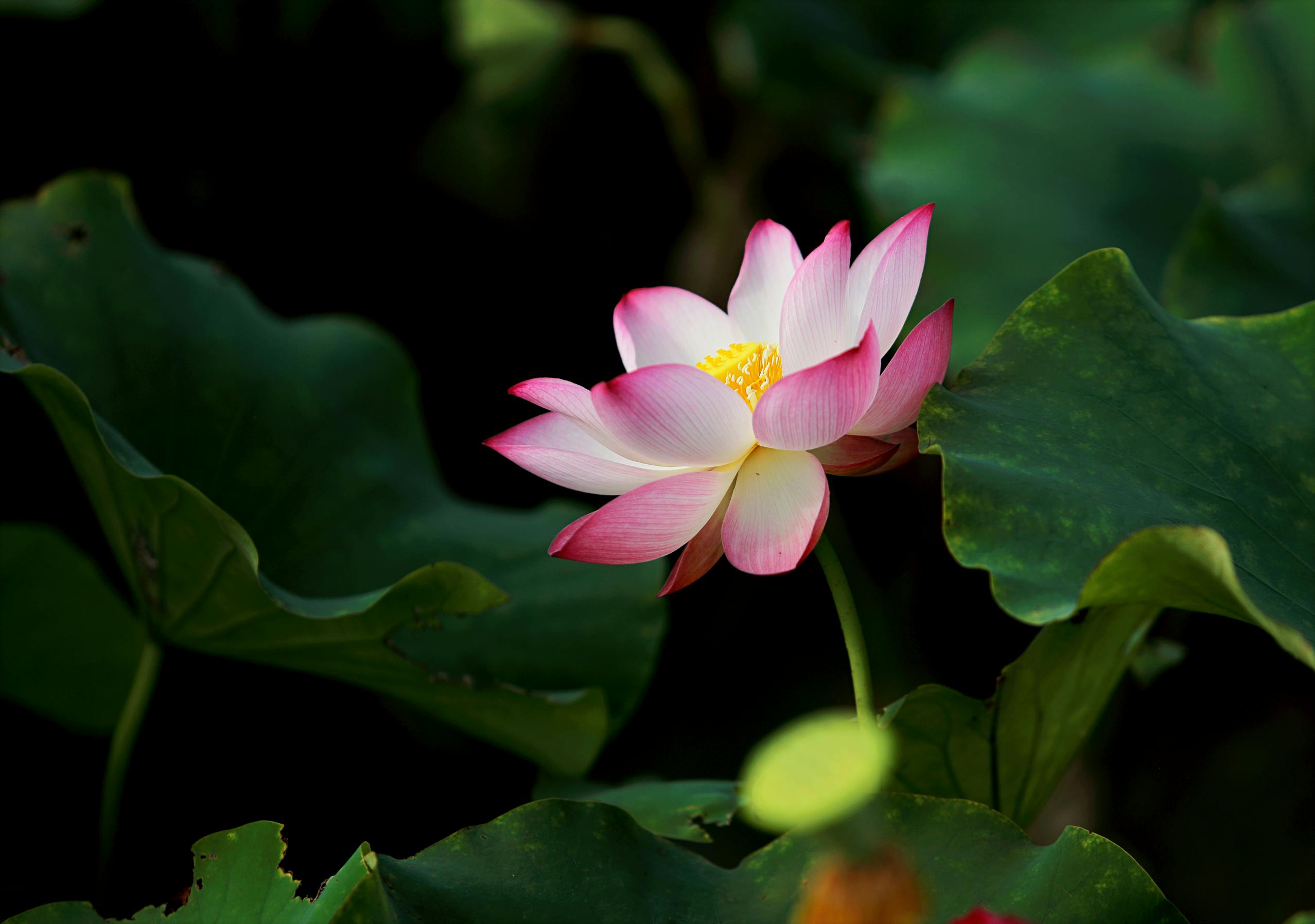 Pink Lotus or water lily in pond Wall Mural Wallpaper | Canvas Art Rocks –  Canvas Art Rocks US