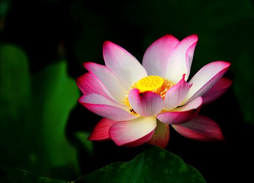 Pink Lotus in Bloom Selective Focus Photo