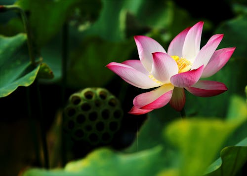 Shallow Focus Photography of White and Pink Flower