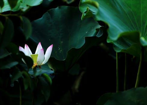 宁静的特写中，一朵盛开的莲花充满活力，周围环绕着郁郁葱葱的绿叶