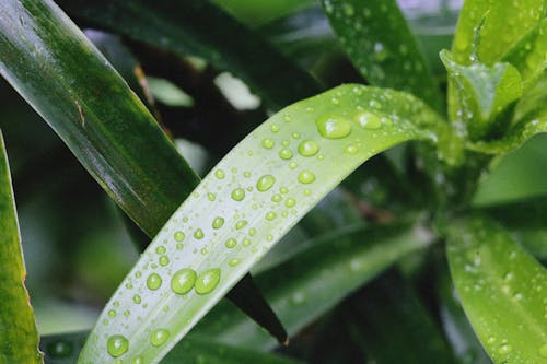 

A Close-Up Shot of Wet Green Leaves