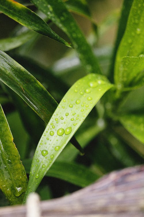 Water Droplets on Green Leaf