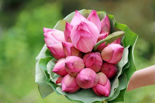 绿叶花束中，粉红色的莲花花蕾排列优美，象征着纯洁与优雅