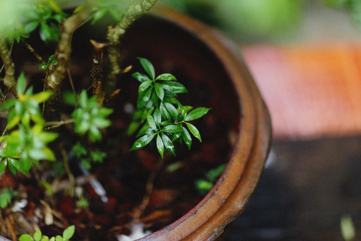 Hivernage des plantes en pot - Préparer les végétaux avant les premiers froids