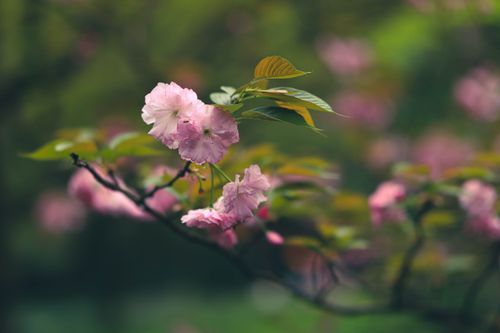 Free Close-up of delicate cherry blossoms on a branch, showcasing the beauty of spring  in Hangzhou, China. Stock Photo
