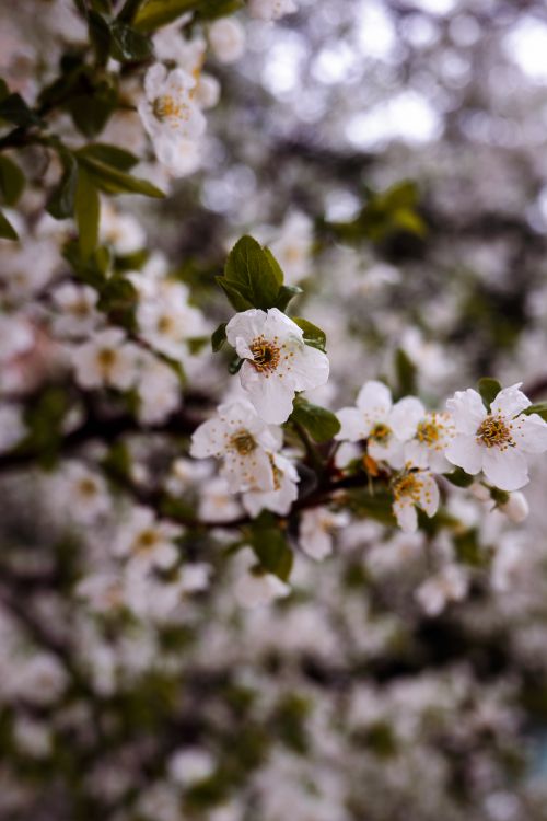 Free Close-up view of white cherry blossoms blooming in spring. Stock Photo
