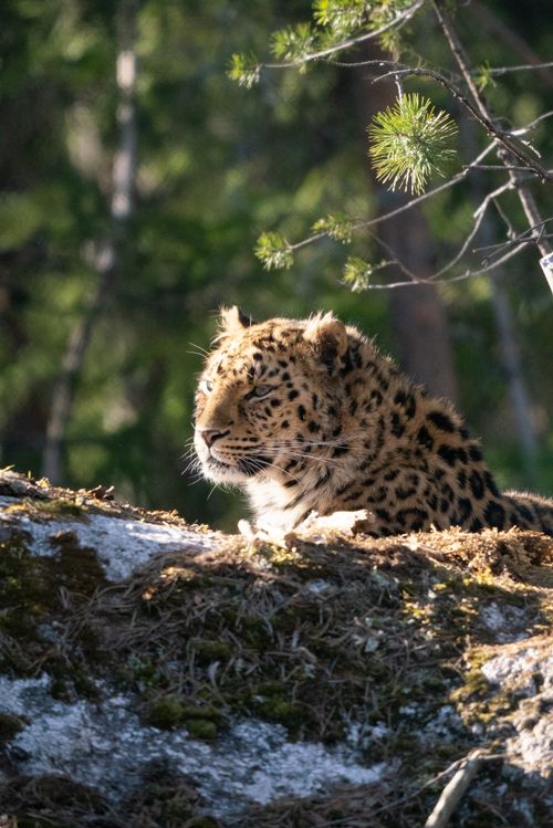Free A magnificent leopard basks in sunlight atop a rocky surface surrounded by lush greenery. Stock Photo