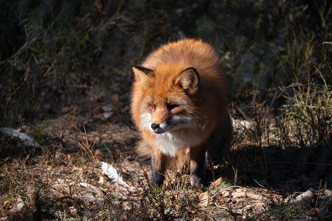 Fox on the Ground