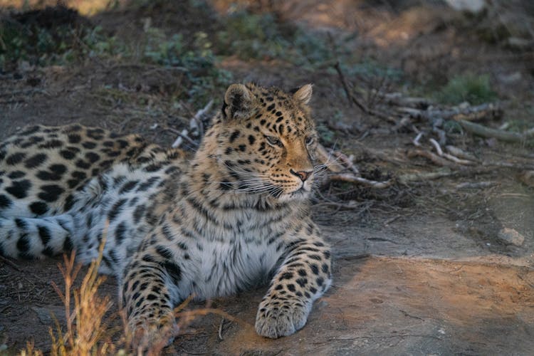 Leopard Lying On Brown Soil