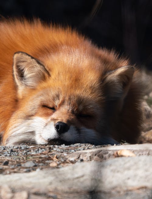 Close-Up Shot of a Sleeping Red Fox 