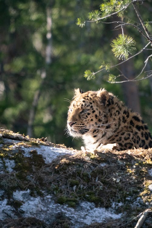 Gratis stockfoto met beest, carnivoor, dieren in het wild