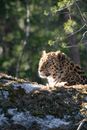 Leopard on Brown Tree Branch