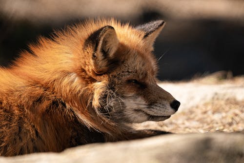 Ingyenes stockfotó állatfotók, elmosódott háttér, japán vörös róka témában