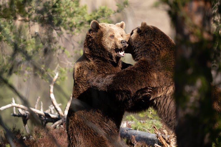 Bears Fighting In A Forest