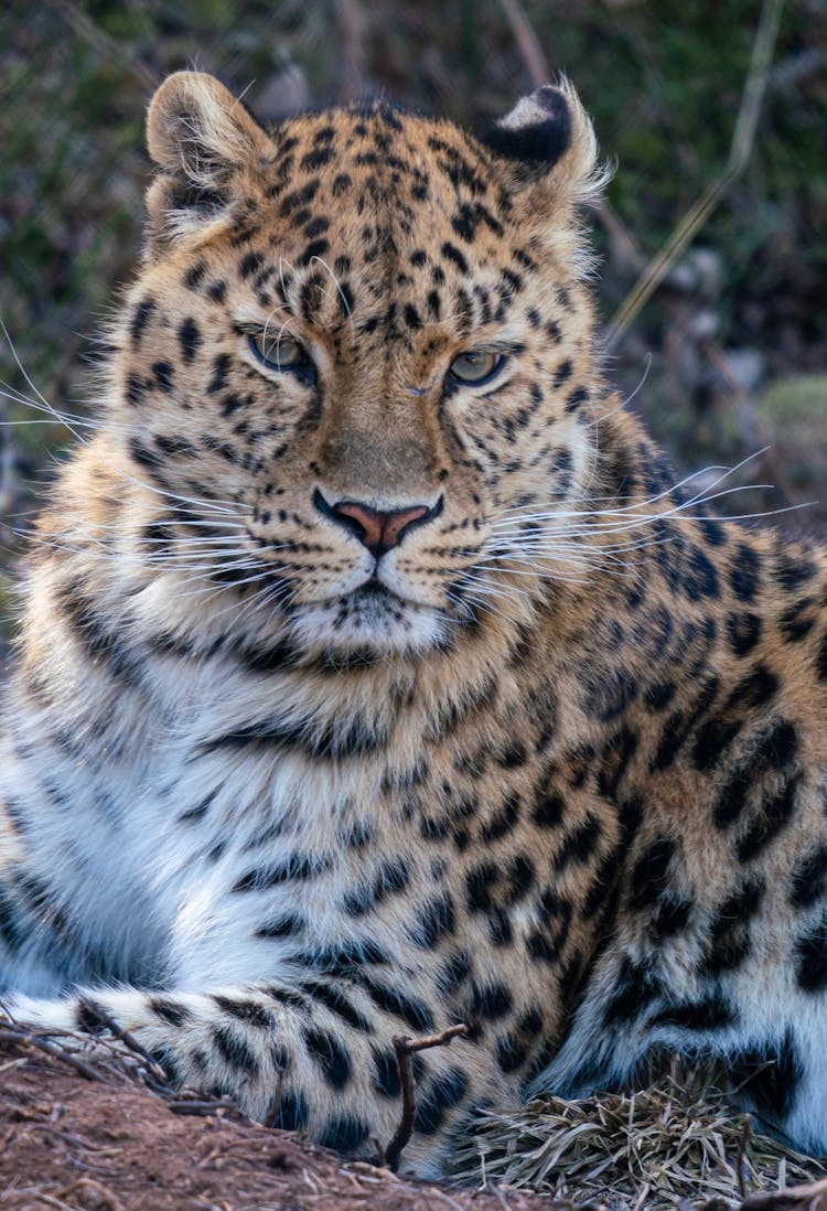 Close-Up Shot Of A Leopard