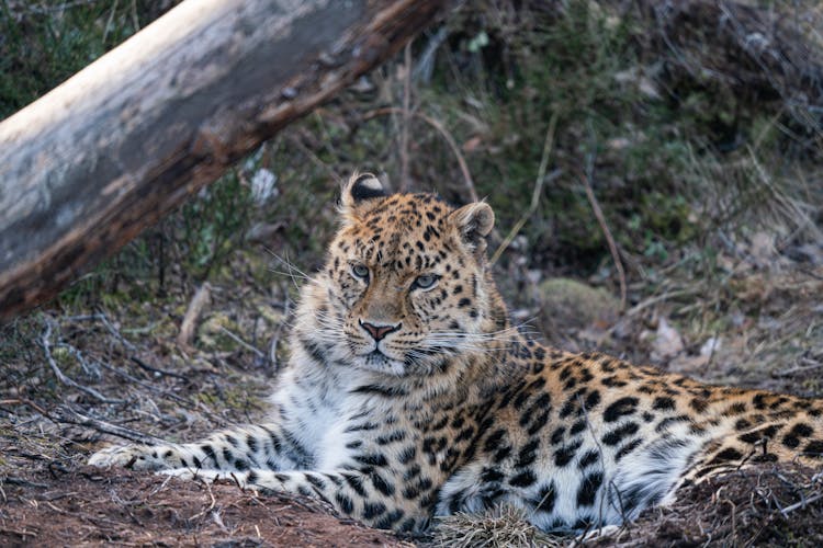 Close-Up Of A Leopard