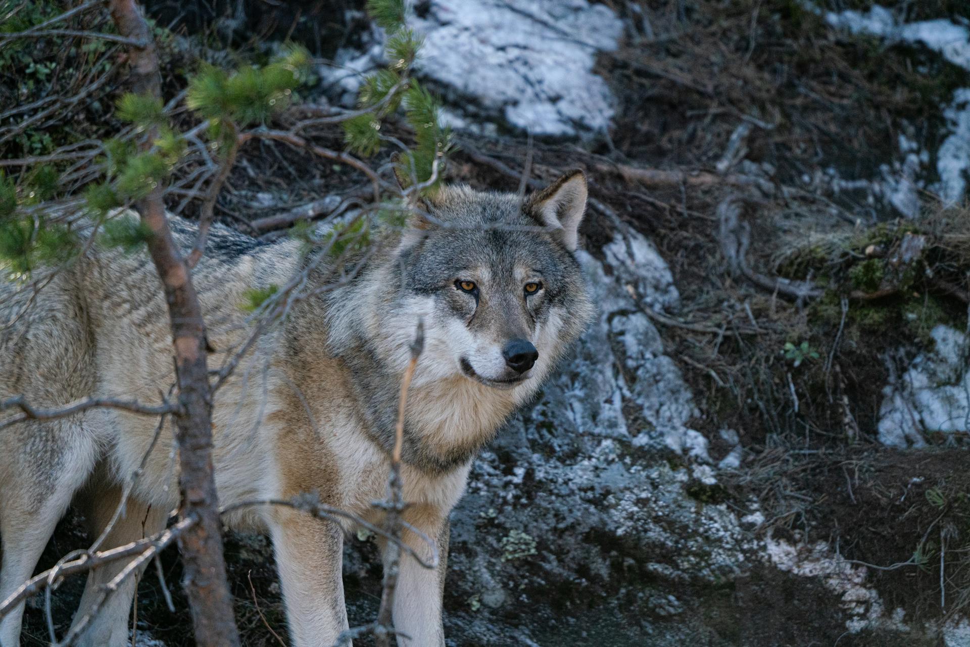 Gray Wolf Standing by Tree