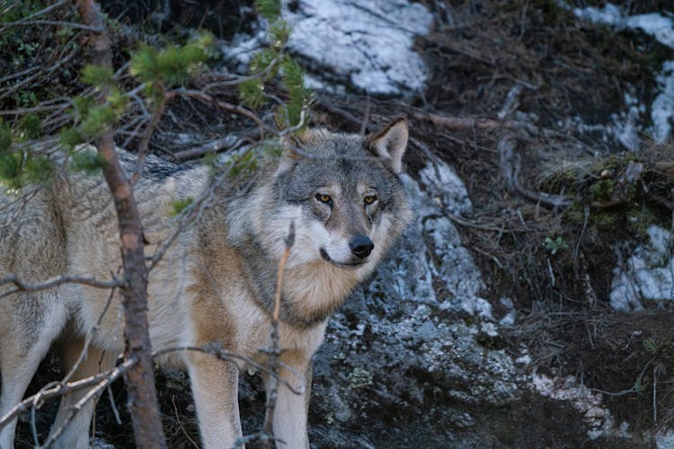 Gray Wolf Standing By Tree