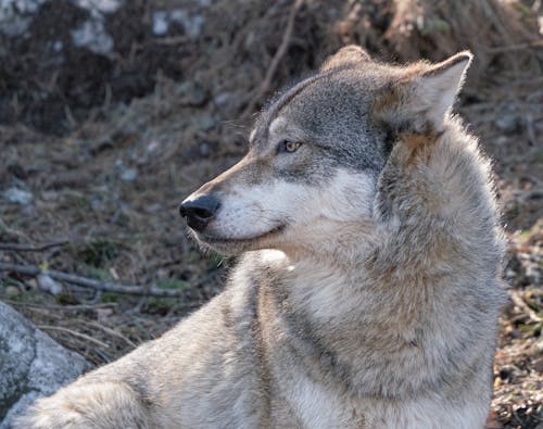 Close Up Photo of Gray Wolf