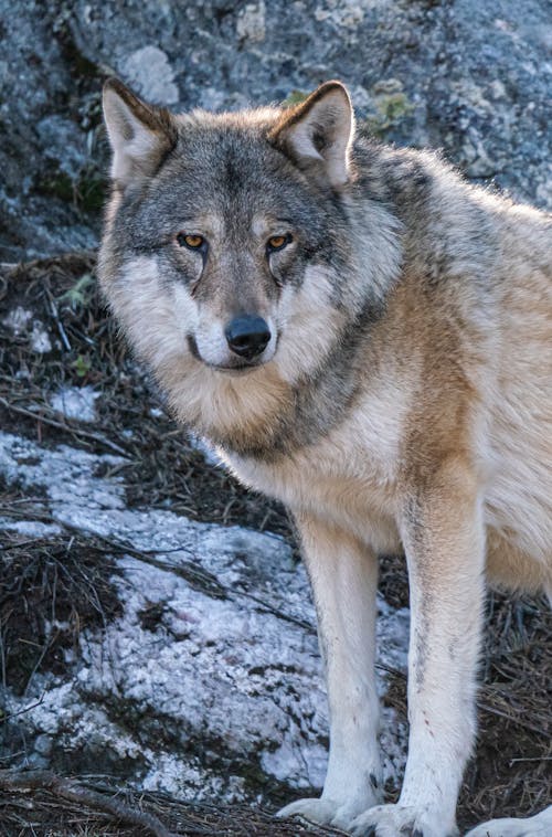 Gray Wolf in Close Up Photography