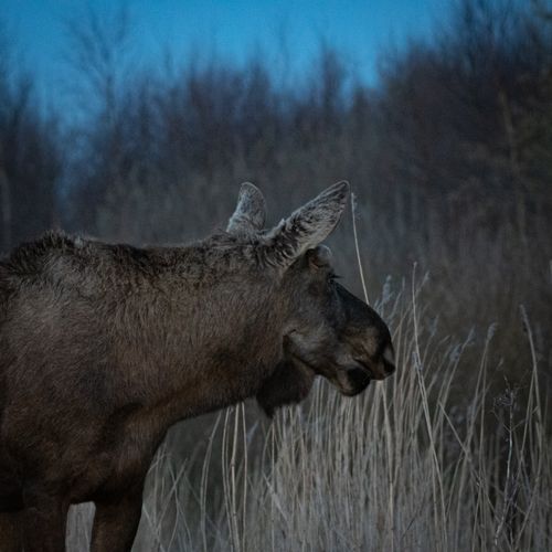 Free A solitary moose standing in a field at dusk, showcasing its natural habitat. Stock Photo